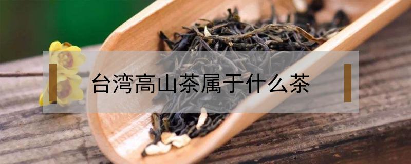 台湾高山茶属于什么茶（台湾高山茶属于什么茶价格）