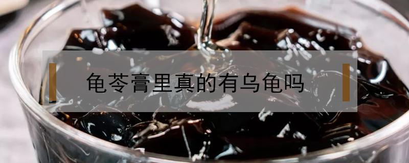 龟苓膏里面的龟是什么东西