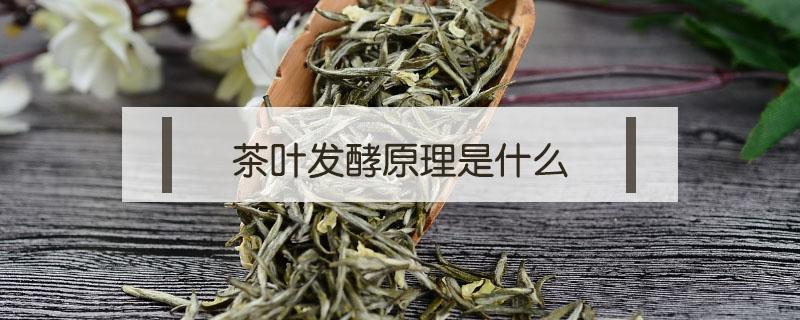茶叶发酵原理是什么 什么叫茶叶发酵