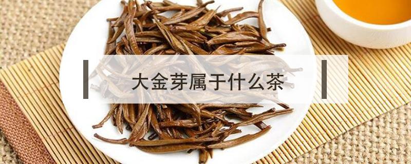 大金芽属于什么茶（金芽属于什么茶啊）