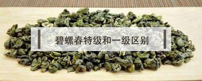 碧螺春特级和一级区别