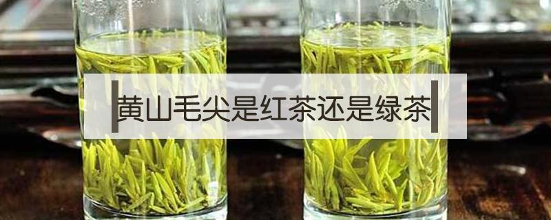 黄山毛尖是红茶还是绿茶 黄山毛尖是白茶还是绿茶