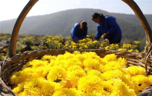 野菊花怎么加工泡水喝