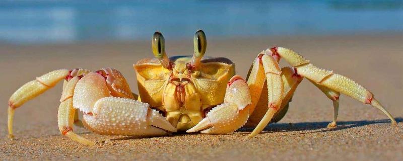 螃蟹黄苦还能吃吗 螃蟹黄苦的还能吃吗