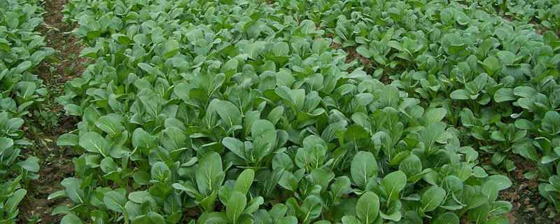 三月份适合种植的蔬菜有哪些（三月份适合种什么蔬菜瓜果）
