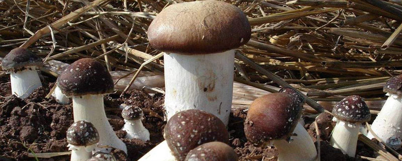 种大球盖菇前景如何 种大球盖菇致富