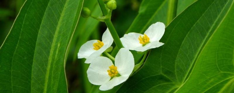 稻田野慈姑用什么除草剂好（矮慈姑用什么除草剂）