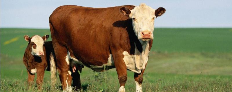 养殖肉牛利润与成本，附前景分析（肉牛前景 养牛的利润与成本）