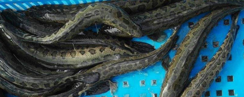 黑鱼养殖成本和利润 黑鱼养殖成本和利润视频