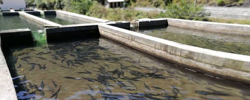 虹鳟鱼养殖池怎么建（虹鳟鱼养殖鱼池设计）