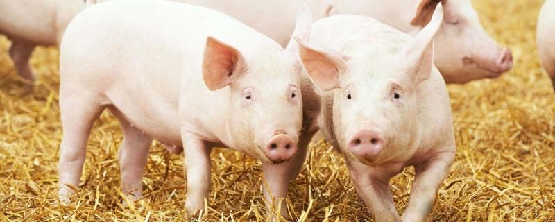 为什么都养猪不养牛，附优劣势分析 为什么中国养猪不养牛
