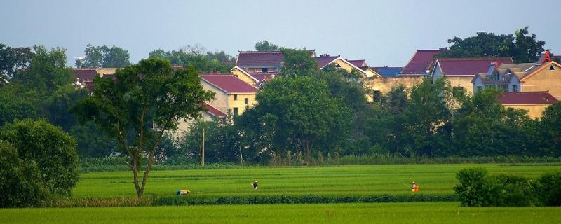 农村生意好项目 想回农村发展什么项目好