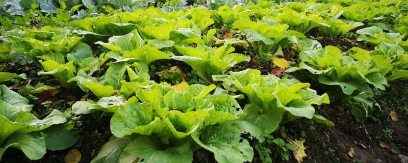 菜地除草不伤菜用什么方法（菜地的草有什么办法除草）