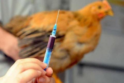 h7n9是什么病毒，感染人吗