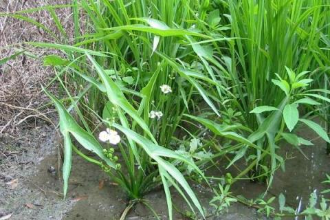 稻田野慈姑除草剂用什么好