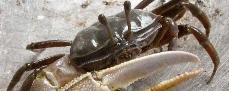 11月份的螃蟹还能吃吗 11月份的螃蟹还能吃吗有蟹黄吗
