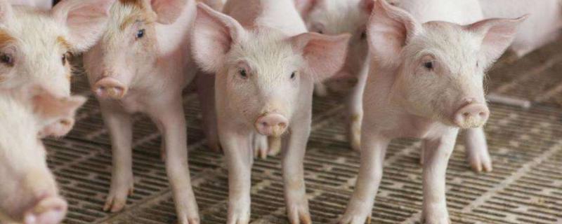 2020年养猪挣钱吗，附行情预测 2020养猪挣钱吗利润多少