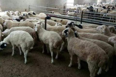 育肥羊的利润与成本，利润有多大？