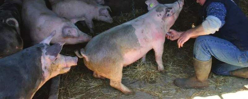 母猪感染非洲猪瘟的症状 母猪感染非洲猪瘟的前期症状
