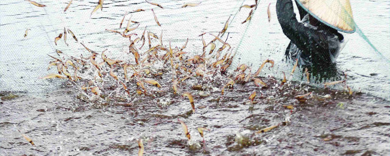 虾塘肥水用什么最佳 虾塘施肥用什么肥料