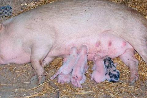 母猪产后没奶有啥方法