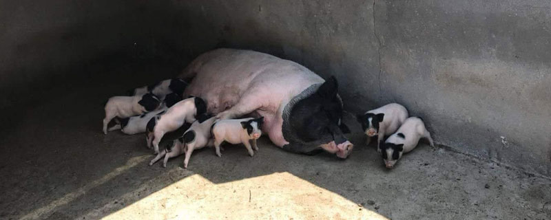 母猪的产后护理（母猪的产后护理段子的完整内容）