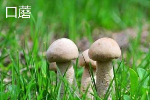 双孢菇和口蘑的区别是什么 双孢菇是口蘑吗