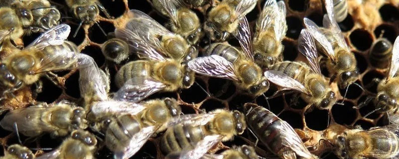 蜜蜂白垩病防治妙招 蜜蜂白垩病怎样根治