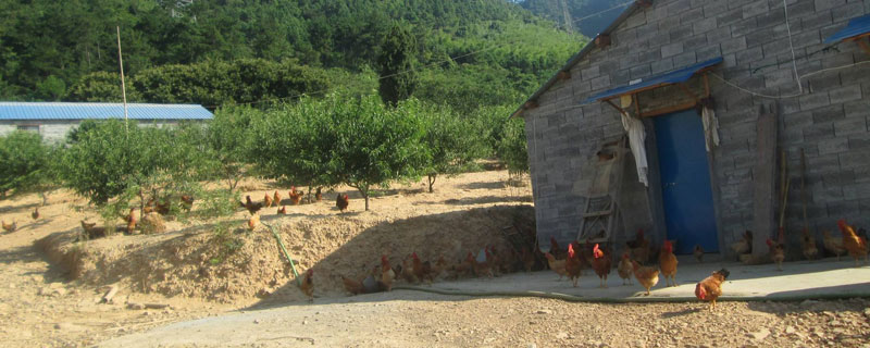 养鸡场能不能建在村庄