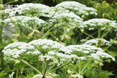 水芹菜和芹菜、毒芹菜的区别分别是什么