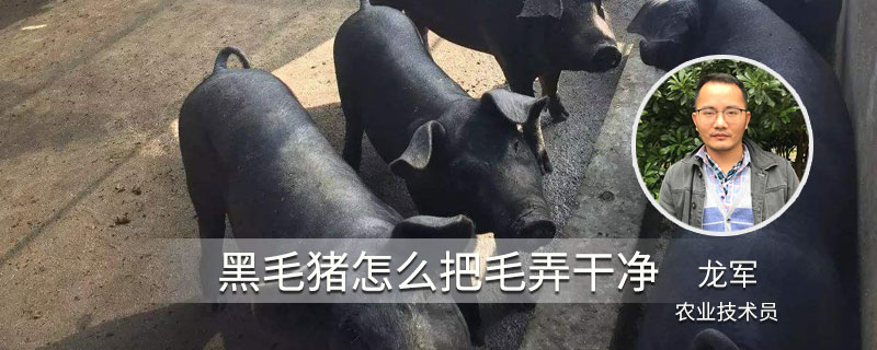 黑毛猪怎么把毛弄干净（黑毛猪怎么去毛）