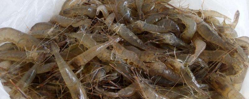 河虾的种类有哪些 河虾的种类有哪些名称