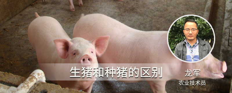 生猪和种猪的区别 生猪和猪有什么区别