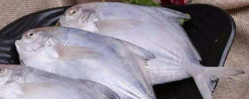 白鲳鱼和金鲳鱼哪个好 白鲳鱼的营养价值及功效与作用