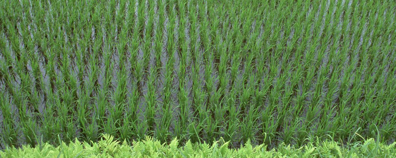 丙草胺除草剂使用方法，水稻田专用 丙草胺除草剂使用范围
