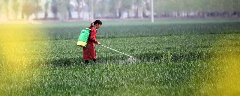 小麦除草时间，什么时候打药合适