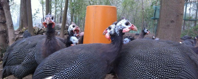 珍珠鸡的养殖方法，合理控制密度（珍珠鸡的养殖前景与效益）