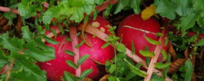 红萝卜种植方法和时间 大红萝卜的种植方法和时间