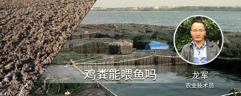 鸡粪能喂鱼吗（养殖鱼喂鸡粪）