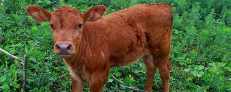 牛犊喘用什么药，是什么原因导致的 犊牛喘用点什么药