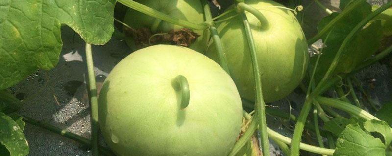 露地香瓜的种植技术（露地香瓜的种植技术整枝）