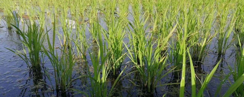海水稻种植的条件，需在盐碱地种植 海水稻种植的条件,需在盐碱地种植什么