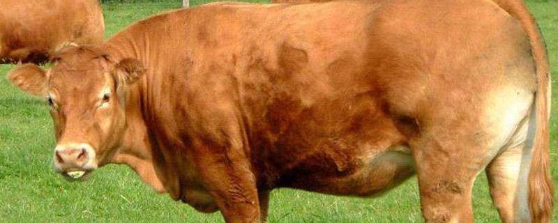一头牛有多重，附牛的寿命 一头牛的寿命有多长
