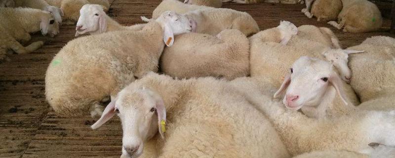 羊长到40一60斤需要几个月，附羊的种类