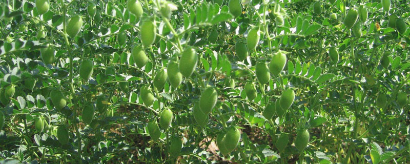 鹰嘴豆种植时间和方法（鹰嘴豆在什么季节种植?）