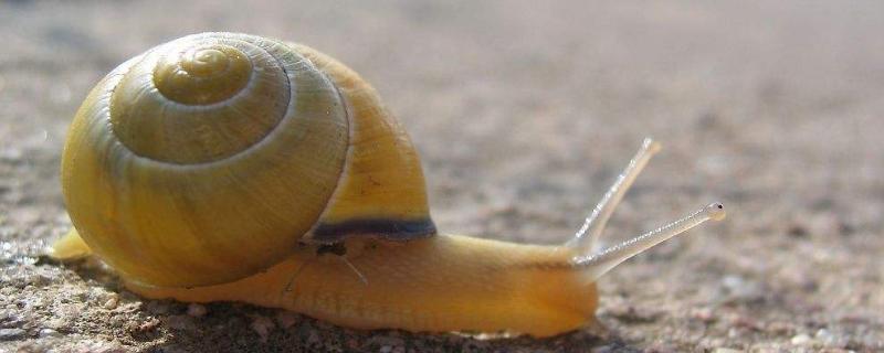 蜗牛的种类，蜗牛是软体动物吗（蜗牛是软体动物还是昆虫）