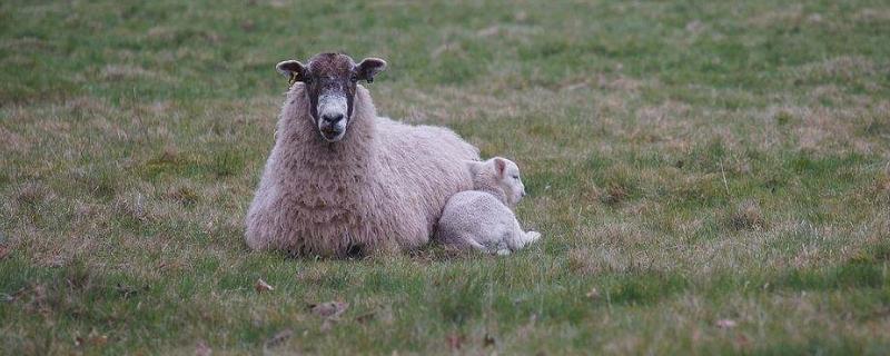 母羊要下羔之前有什么症状，下羔母羊没奶怎么办