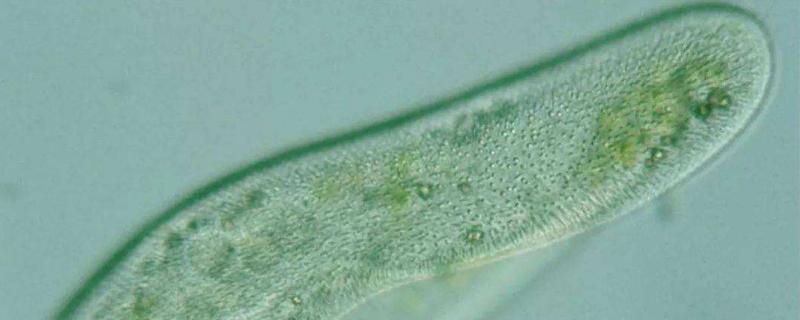 草履虫是原核生物吗，靠什么呼吸（草履虫是原核细胞吗）