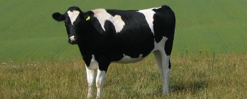 奶牛的种类，奶牛是公牛还是母牛（奶牛是公牛吗）