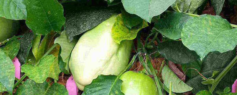西番莲的种植方法 西番莲怎么种植技术
